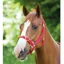 Shires Adjustable Headcollar - Red