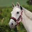 Shires ARMA Logo Headcollar and Lead Rope Set - Burgundy