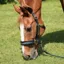 Shires ARMA Logo Headcollar and Lead Rope Set - Green