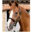Premier Equine Plain Padded Horse Head Collar - Black