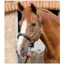 Premier Equine Plain Padded Horse Head Collar - Green