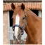 Premier Equine Plain Padded Horse Head Collar - Navy