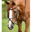 Premier Equine Glorioso Anatomic Grackle Bridle - Black