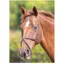 Shires Velociti GARA/Blenheim Mexican Grackle Noseband - Havana